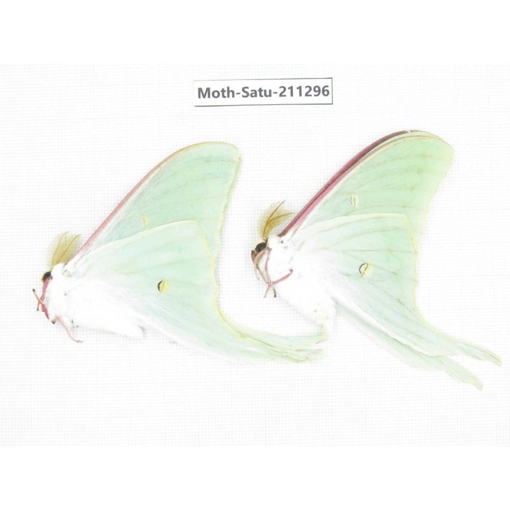 Cricula andrei. China, Heilongjiang, Mudanjiang. 2Pcs. Moth-Satu-211296.