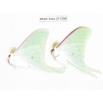 Cricula andrei. China, Heilongjiang, Mudanjiang. 2Pcs. Moth-Satu-211296.