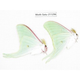 Cricula andrei. China, Heilongjiang, Mudanjiang. 2Pcs. Moth-Satu-211296.