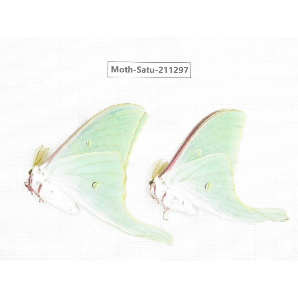 Cricula andrei. China, Heilongjiang, Mudanjiang. 2Pcs. Moth-Satu-211297.