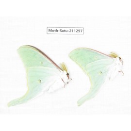 Cricula andrei. China, Heilongjiang, Mudanjiang. 2Pcs. Moth-Satu-211297.