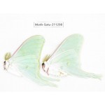 Cricula andrei. China, Heilongjiang, Mudanjiang. 2Pcs. Moth-Satu-211298.