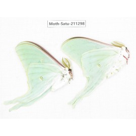 Cricula andrei. China, Heilongjiang, Mudanjiang. 2Pcs. Moth-Satu-211298.
