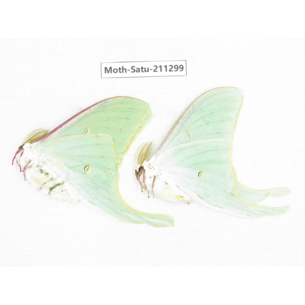Cricula andrei. China, Heilongjiang, Mudanjiang. 2Pcs. Moth-Satu-211299.