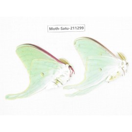 Cricula andrei. China, Heilongjiang, Mudanjiang. 2Pcs. Moth-Satu-211299.