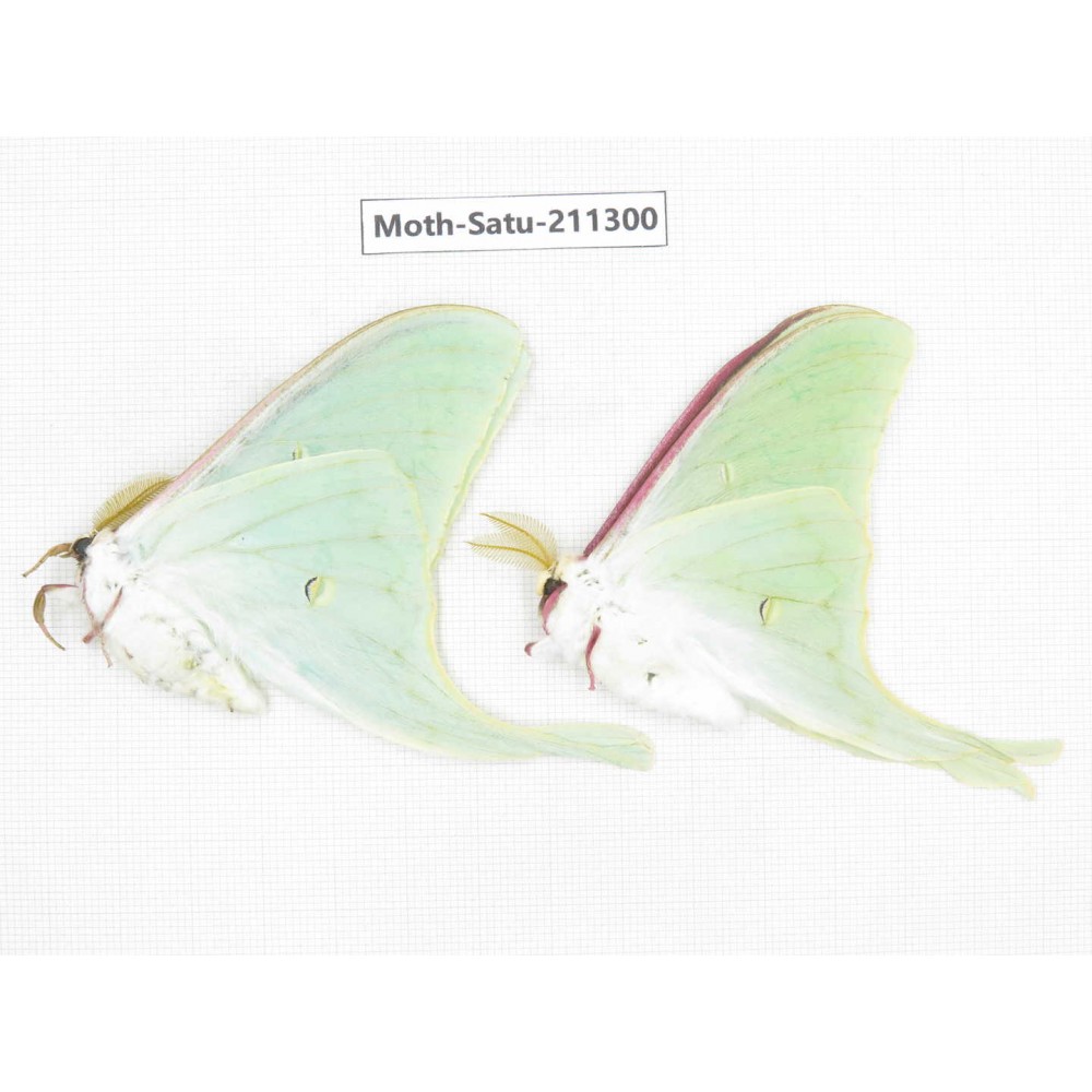 Cricula andrei. China, Heilongjiang, Mudanjiang. 2Pcs. Moth-Satu-211300.