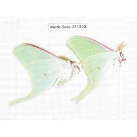 Cricula andrei. China, Heilongjiang, Mudanjiang. 2Pcs. Moth-Satu-211300.