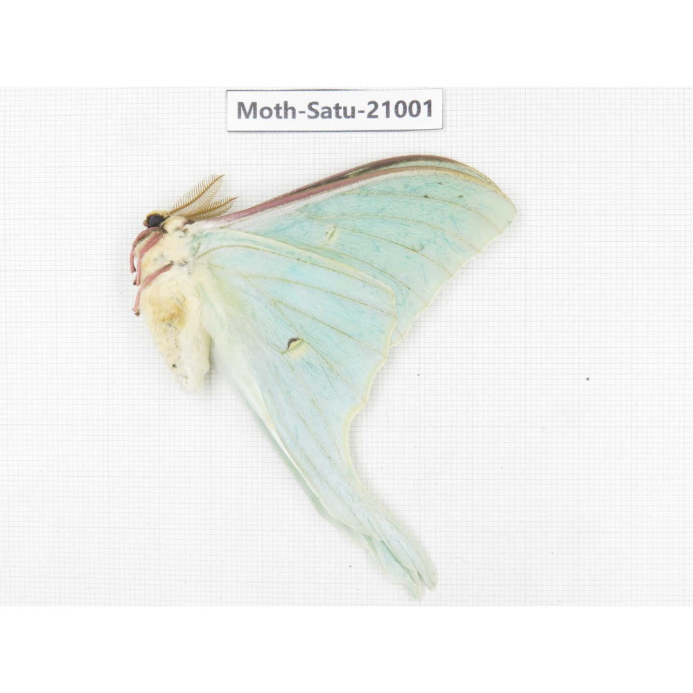 Actias selene ssp. China, Heilongjiang, Mudanjiang. 1M. Moth-Satu-21001.