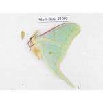 Actias selene ssp. China, Heilongjiang, Mudanjiang. 1M. Moth-Satu-21002.