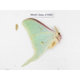 Actias selene ssp. China, Heilongjiang, Mudanjiang. 1M. Moth-Satu-21002.