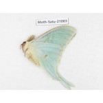 Actias selene ssp. China, Heilongjiang, Mudanjiang. 1M. Moth-Satu-21003.