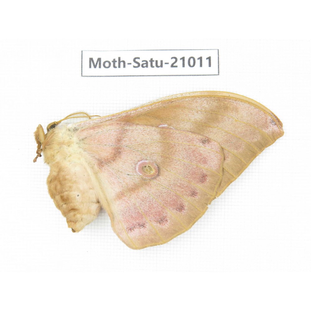 Saturniidae sp. China, Heilongjiang, Mudanjiang. 1F. Moth-Satu-21011.