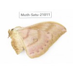 Saturniidae sp. China, Heilongjiang, Mudanjiang. 1F. Moth-Satu-21011.