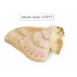 Saturniidae sp. China, Heilongjiang, Mudanjiang. 1F. Moth-Satu-21011.