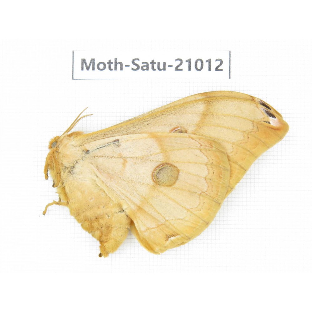 Saturniidae sp. China, Heilongjiang, Mudanjiang. 1F. Moth-Satu-21012.