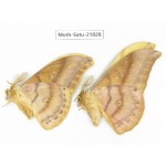 Saturniidae sp. China, Heilongjiang, Mudanjiang. 2M. Moth-Satu-21028.