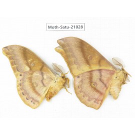 Saturniidae sp. China, Heilongjiang, Mudanjiang. 2M. Moth-Satu-21028.