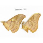 Saturniidae sp. China, Heilongjiang, Mudanjiang. 2M. Moth-Satu-21029.