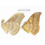 Saturniidae sp. China, Heilongjiang, Mudanjiang. 2M. Moth-Satu-21030.