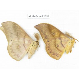Saturniidae sp. China, Heilongjiang, Mudanjiang. 2M. Moth-Satu-21030.