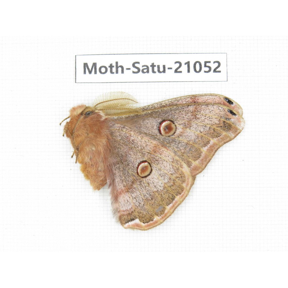 Caligula boisduvali. China, Heilongjiang, Mudanjiang. 1M. Moth-Satu-21052.