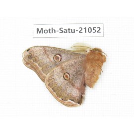 Caligula boisduvali. China, Heilongjiang, Mudanjiang. 1M. Moth-Satu-21052.