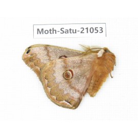 Caligula boisduvali. China, Heilongjiang, Mudanjiang. 1M. Moth-Satu-21053.