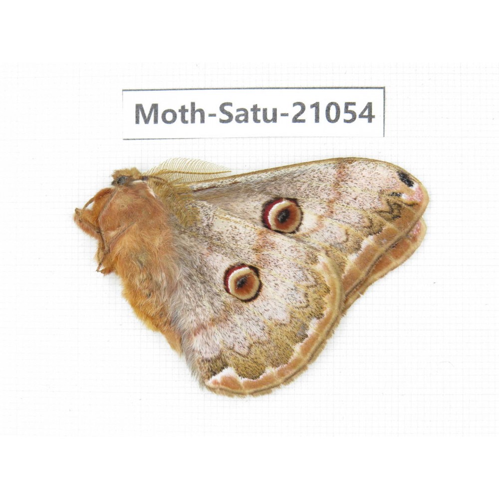 Caligula boisduvali. China, Heilongjiang, Mudanjiang. 1M. Moth-Satu-21054.