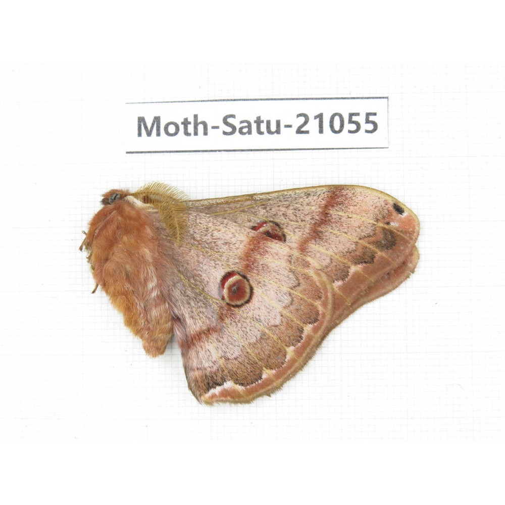 Caligula boisduvali. China, Heilongjiang, Mudanjiang. 1M. Moth-Satu-21055.