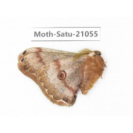 Caligula boisduvali. China, Heilongjiang, Mudanjiang. 1M. Moth-Satu-21055.