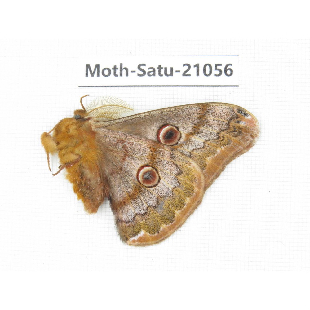Caligula boisduvali. China, Heilongjiang, Mudanjiang. 1M. Moth-Satu-21056.
