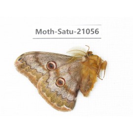 Caligula boisduvali. China, Heilongjiang, Mudanjiang. 1M. Moth-Satu-21056.