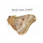 Caligula boisduvali. China, Heilongjiang, Mudanjiang. 1M. Moth-Satu-21057.