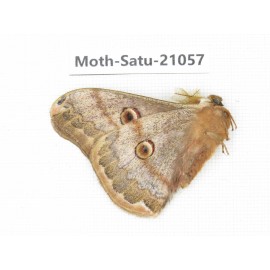 Caligula boisduvali. China, Heilongjiang, Mudanjiang. 1M. Moth-Satu-21057.