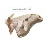 Cricula andrei. China, Tibet, Linzhi, Bomi county. 1M. Moth-Satu-211268.