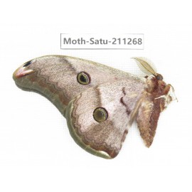 Cricula andrei. China, Tibet, Linzhi, Bomi county. 1M. Moth-Satu-211268.