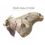 Cricula andrei. China, Tibet, Linzhi, Bomi county. 1M. Moth-Satu-211269.