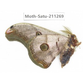 Cricula andrei. China, Tibet, Linzhi, Bomi county. 1M. Moth-Satu-211269.