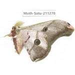 Cricula andrei. China, Tibet, Linzhi, Bomi county. 1M. Moth-Satu-211270.