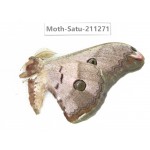 Cricula andrei. China, Tibet, Linzhi, Bomi county. 1M. Moth-Satu-211271.