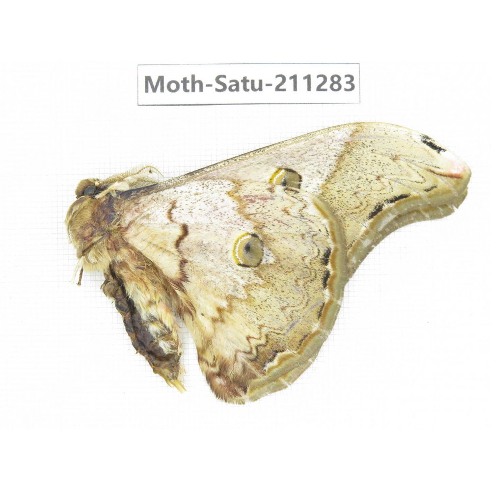 Cricula andrei. China, Tibet, Linzhi, Bomi county. 1M. Moth-Satu-211283.