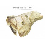 Cricula andrei. China, Tibet, Linzhi, Bomi county. 1M. Moth-Satu-211283.