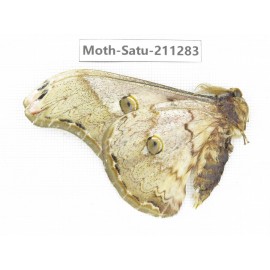 Cricula andrei. China, Tibet, Linzhi, Bomi county. 1M. Moth-Satu-211283.