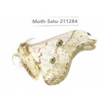 Cricula andrei. China, Tibet, Linzhi, Bomi county. 1M. Moth-Satu-211284.