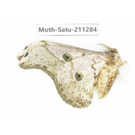 Cricula andrei. China, Tibet, Linzhi, Bomi county. 1M. Moth-Satu-211284.