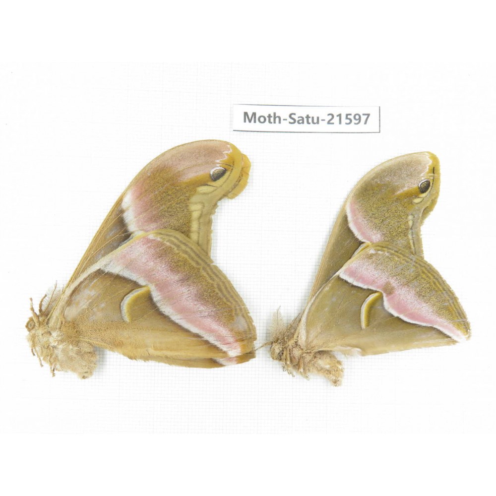 Philosamia cynthia ssp. China, Tibet, Linzhi, Bomi county. 2M. Moth-Satu-21597.