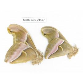 Philosamia cynthia ssp. China, Tibet, Linzhi, Bomi county. 2M. Moth-Satu-21597.