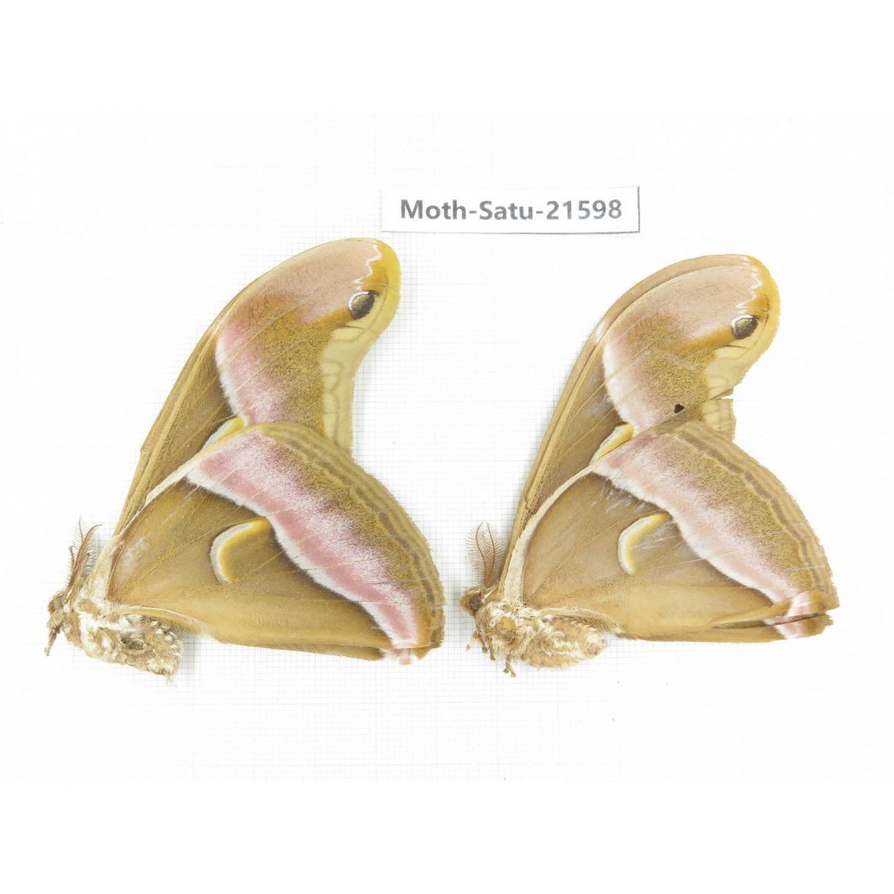 Philosamia cynthia ssp. China, Tibet, Linzhi, Bomi county. 2M. Moth-Satu-21598.