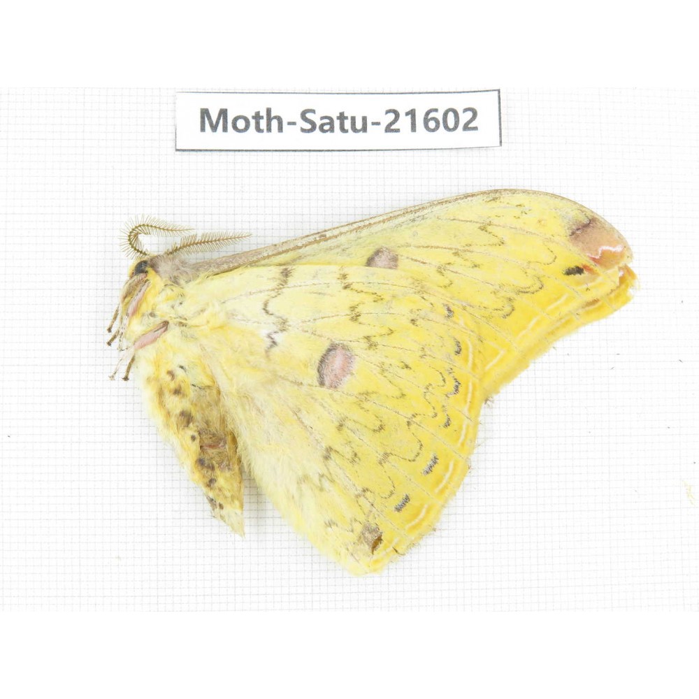 Loepa katinka ssp. China, Tibet, Linzhi, Bomi county. 1M. Moth-Satu-21602.