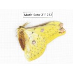 Cricula andrei. China, Tibet, Linzhi, Motuo county. 1M. Moth-Satu-211212.